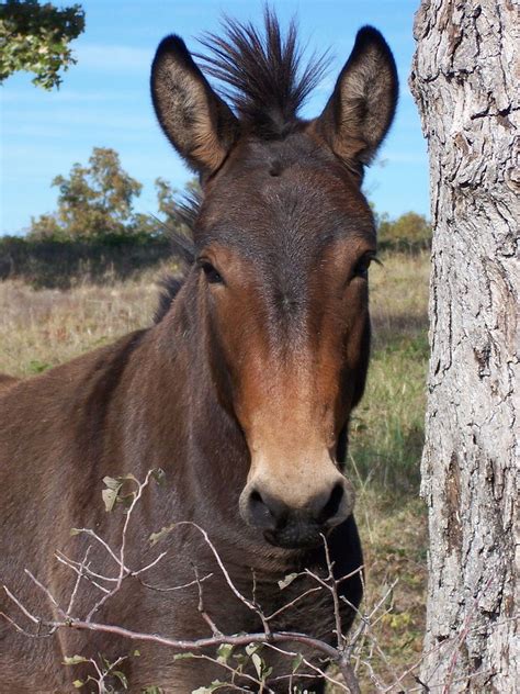 cruzamento de mula com cavalo|Mula – Wikipédia, a enciclopédia livre